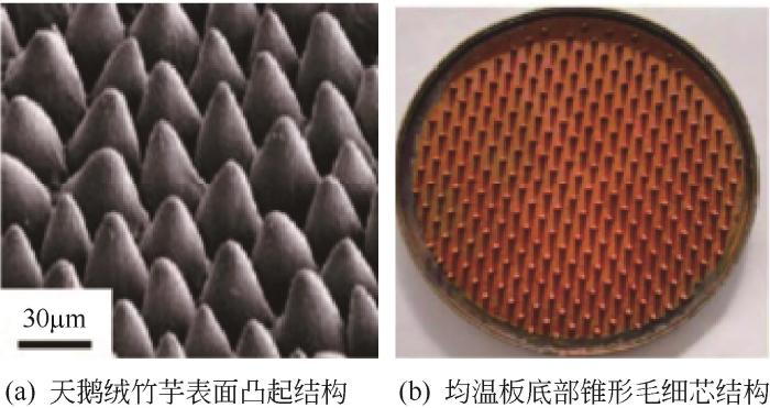 图6   两种锥形结构.jpg